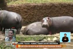 Hewan Dicekoki Miras, Taman Safari Bogor Perketat Pengawasan Satwa