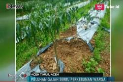 Konflik Kawanan Gajah di Aceh Resahkan Warga dan Rusak Perkebunan