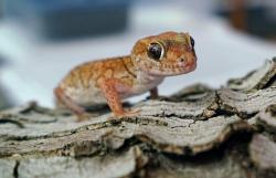 Populasi Cicak Menyebar di Australia, Warga Diminta Waspada