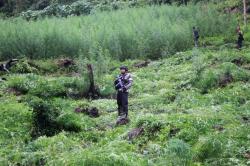 Polri bersama TNI dan BNN Musnahkan Ladang Ganja Seluas 9 Hektare 