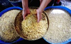 Harga Kedelai Impor di Kudus Naik Lagi, Perajin Tahu Tempe Pasrah