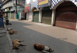 Warga India Bantai Anjing Liar Gara-Gara 3 Anak Tewas Dimangsa