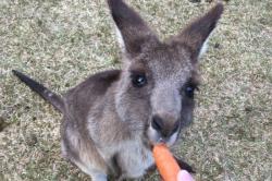 Gara-Gara Wortel, Banyak Kanguru Serang Turis di Australia
