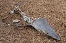 Warga Tepi Pantai Australia Syok Ada Bangkai Ikan Hiu di Depan Rumah