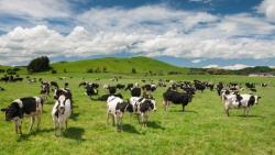 Selandia Baru Sembelih 150 Ribu Sapi yang Terjangkit Bakteri