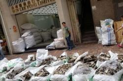 1 Ton Sirip Hiu Diselundupkan ke Hong Kong Pakai Singapore Airlines