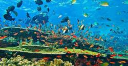 Jelajahi Destinasi Eksotis Pulau Vulkanik Banda Neira di Maluku