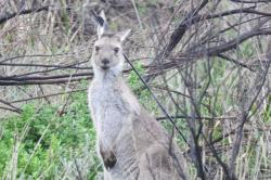 Anak Panah Tertancap di Kepala, Kanguru Australia Terpaksa Dibunuh