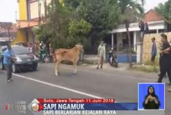 Ngamuk di Jalan Raya, Sapi Ditembak Polisi di Surakarta