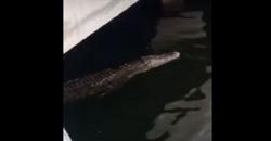 Tim Gabungan Buru Buaya di Dekat Ancol, Sempat Ditembak Lalu Hilang