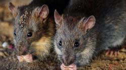 Tikus Gerogoti Uang di ATM India, Hampir Sebanyak Rp250 Juta Terkoyak