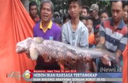 Warga Dihebohkan Penemuan Ikan Arapaima Seberat 30 Kg di Sungai Brantas
