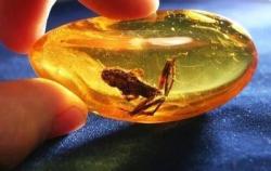 Katak Purba dari Masa Prasejarah Muncul Setelah 99 Juta Tahun