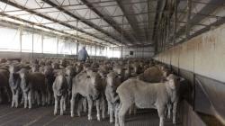 Warga Australia Protes Pengiriman 45.000 Domba Ke Kuwait