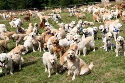361 Golden Retriever Kumpul di Skotlandia Rayakan Ulang Tahun ke-150
