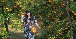 Wisata Petik Jeruk sambil Makan Sepuasnya, Kunjungi Balitjestro Malang