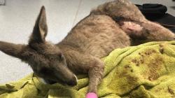 Kanguru Panik Terobos Rumah Warga Lewat Jendela Rumah hingga Terluka