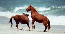 4 Pantai Ikonik Dunia, Mengintip Kuda Liar Abad 18 di Assateague Beach