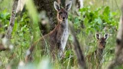 1.000 Kanguru Liar di Tasmania Terancam Dimusnahkan
