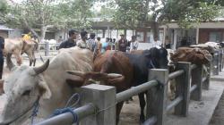 Kasus Minta Sapi Kurban, BKD DKI Rekomendasikan untuk Copot Camat Matraman