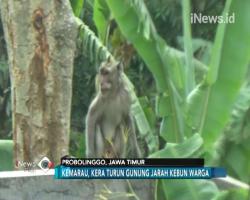 Kemarau Panjang, Kera Liar Turun Gunung Jarah Ladang Warga di Probolinggo