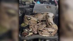 Ular Tiba-Tiba Nongol di Balik Kap Mobil
