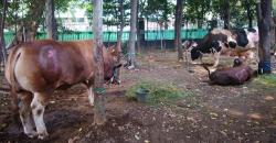 Daging Kurban dari Masjid Istiqlal Disalurkan kepada 5.000 Mustahik