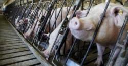 Vietnam Klaim Sukses Kembangkan Vaksin Demam Babi Afrika Pertama untuk Komersial