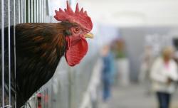  Belasan Bule Protes soal Kokok Ayam, Begini Tanggapan Dispar Bali