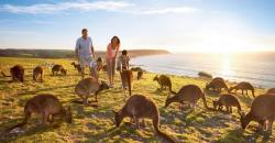 Pesona Pulau Kanguru di Australia, Tersembunyi di Pantai Terliar Dunia