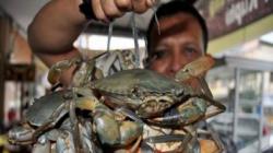 KKP Advokasi Nelayan yang Jadi Tersangka karena Tangkap Kepiting