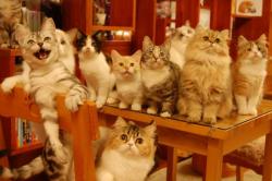 Satpam Bejat Bunuh 9 Kucing, Belai Hewan Piaraan sebelum Menusuknya dengan Pisau<