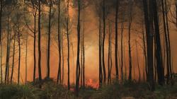 Hutan Gunung Ciremai Terbakar 495 Hektare, Api Merambat ke Kebun Raya