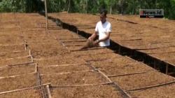 Petani Tulungagung Keluhkan Harga Tembakau Turun, Ini Faktornya
