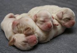 Kawanan Perampok di Inggris Todong Ibu Hamil dan Curi 8 Anak Anjing