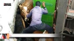 Kecelakaan Truk di Brebes, 1 Ekor Sapi Mati