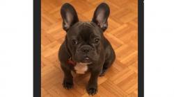 Anjing Milik Mantan Pebasket NBA Ini Dideportasi dari Australia