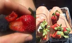 Kasus Strawberry Mengandung Jarum Terkuak, Polisi Tangkap 1 Perempuan
