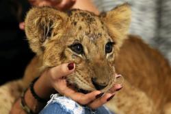 Ada Anak Singa dalam Lamborghini, Sang Pengemudi Ditangkap