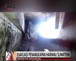 Makanan di Hutan Berkurang, Harimau Sumatera Masuk Pemukiman Warga