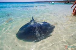 Pria Tewas Disengat Ikan Pari saat Asyik Berenang di Laut Tasmania