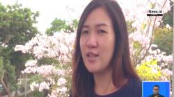 Bertabur Bunga Tabebuya Pink, Surabaya Serasa di Jepang