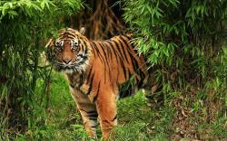 Lepas dari Kandang Semarang Zoo, 2 Harimau Ditembak Bius