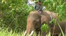 BKSDA Aceh Evakuasi Gajah Liar di Perkebunan Subulussalam