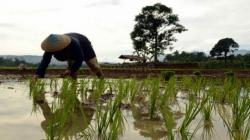 Curah Hujan Tinggi, Petani Didorong Ikut Asuransi Pertanian