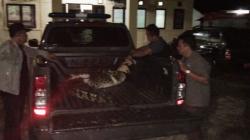 2 Buaya yang Terperangkap akibat Banjir di Kuansing Dievakuasi