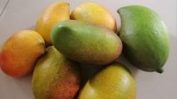 Mencicipi Mangga Pisang, Ternyata Begini Rasanya