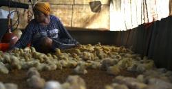 Kementan Jamin Indonesia Tidak Impor Daging Ayam
