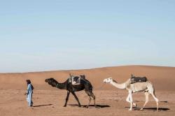Kocak, Begini Uniknya Kontes Kecantikan Unta di Arab Saudi