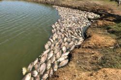 Jutaan Ikan Mati Sebabkan Bau Busuk di Australia, PM Morrison Marah